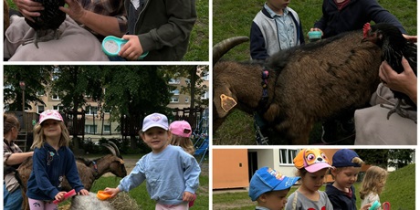 Powiększ grafikę: farma-spelnionych-marzen-633877.jpg