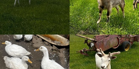 Powiększ grafikę: wycieczka-pszczolek-633834.jpg